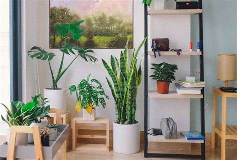 Biophilic Interior Design And How To Implement It