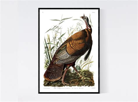 wild turkey print vintage bird illustration from 19th etsy