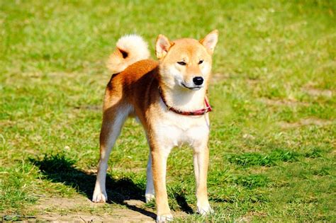 Premium Photo Japanese Hunting Dog Shiba Inu Stands On The Green Grass