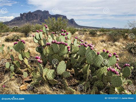 Arizona Desert With Cactus Flowers Editorial Photo Image Of Blooms