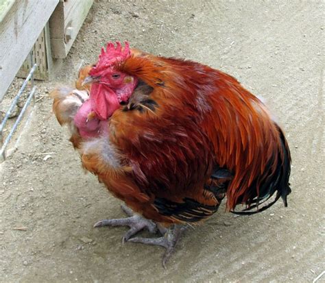 What Is A Turken Turkin A Transylvanian Naked Neck Chicken Pethelpful