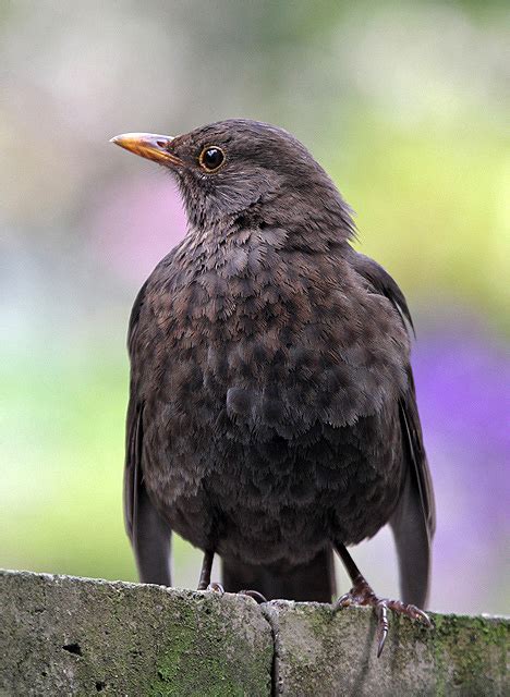 A Female Blackbird © Walter Baxter Cc By Sa20 Geograph Britain And