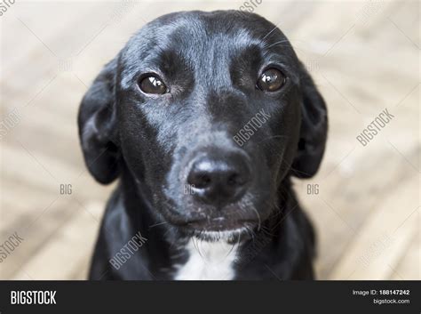 Black Medium Sized Dog Apartment Image And Photo Bigstock