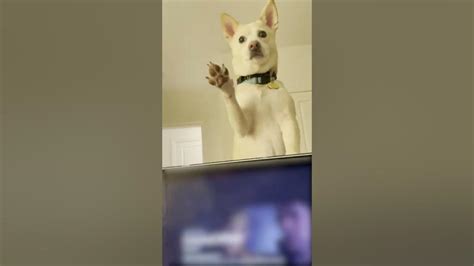 Dog Shuts Owners Laptop To Get Their Attention 1338714 Youtube