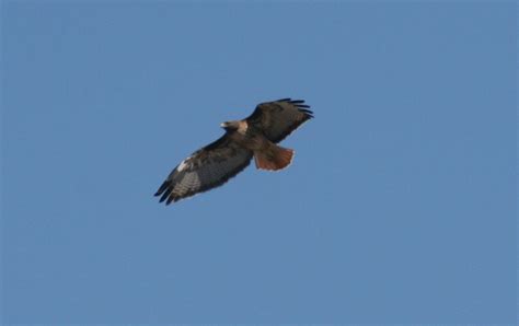 A Red Tail Hawk Soaring On The Thermals Thriftyfun