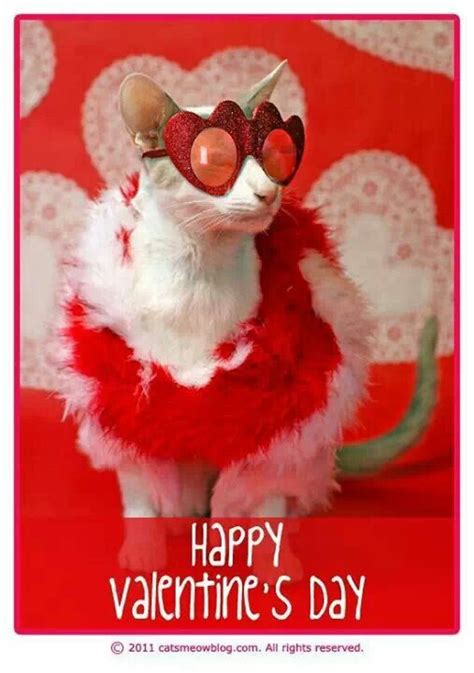 Valentines Valentines Day Cat Kitten Images Happy Valentine
