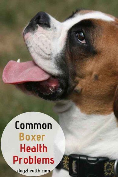 Boxer Health Problems Health Problems By Dog Breeds