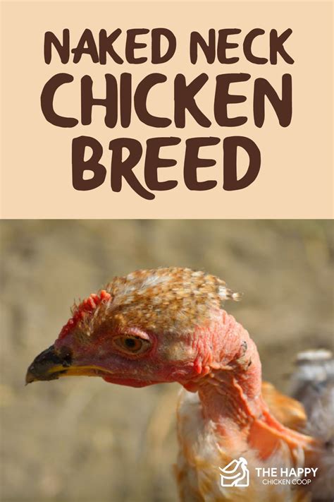 The Naked Neck Chicken Breed Profile The Happy Chicken Coop