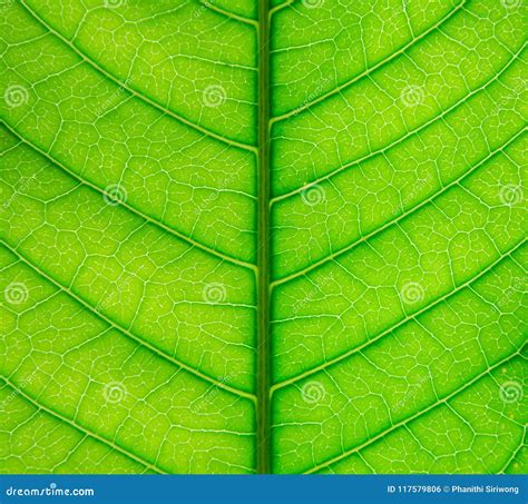 Hojas Textura Del Verde Y Fibra De La Hoja Papel Pintado Por El