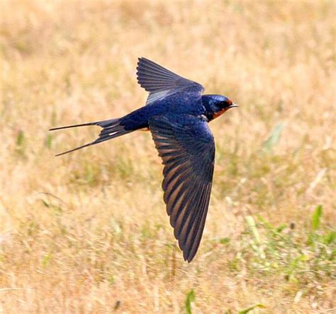 Burung kakak tua termasuk golongan dari jenis burung hias. 5 Cara Mudah Budidaya Burung Walet Rumahan LENGKAP!