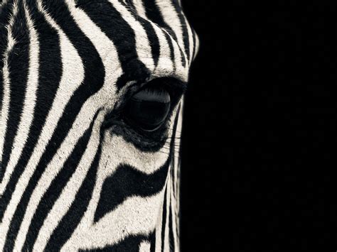 48 Zebra Wallpapers Wallpapersafari