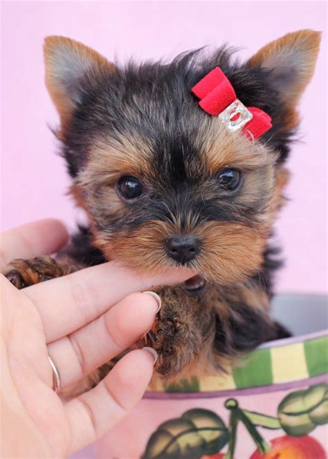 Teacup & toy puppy buying tips that will help you understand why you can't find a cheap teacup puppy and what kind of questions you can ask a breeder if size is. Teacup Yorkies For Sale by TeaCups Puppy Boutique ...