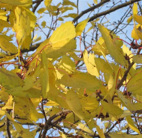 Aspen Tree Guide Uk Aspen Tree Identification By Leaf And Catkin