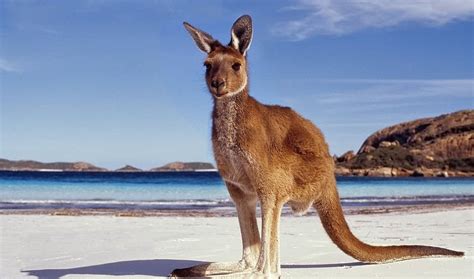 Top 18 Funniest Kangaroo Face Pictures That Will Make You