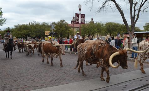 Fort Worth Herd Longhorn Cattle Drive Fort Worth Stockyards