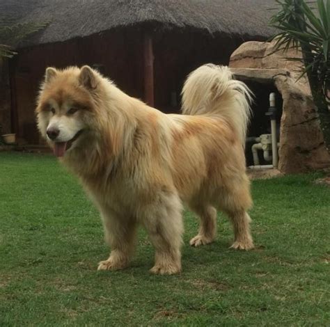Giant Fluffy Dog Looks Just Like A Lion
