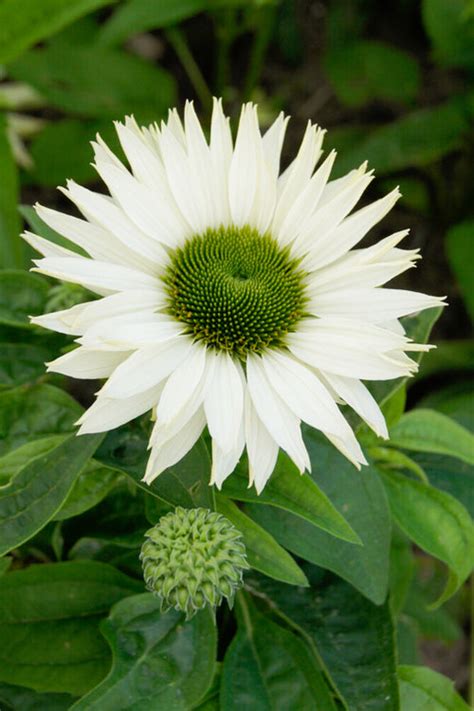 Coneflower Virgin Bare Roots Echinacea Purpurea