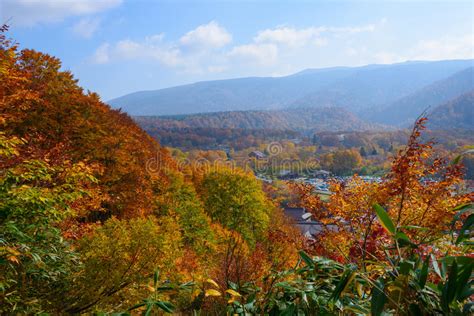 Follaje En El Jardín De Sankeien Yokohama Kanagawa Japón Del Otoño