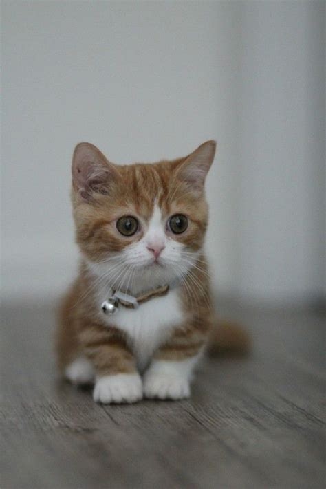 Munchkin Cat Cute Cat Breeds Pets Lovers