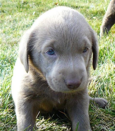 20me published january 24, 2021 2 views. Silver Valley Kennels - Silver and Charcoal Labrador ...