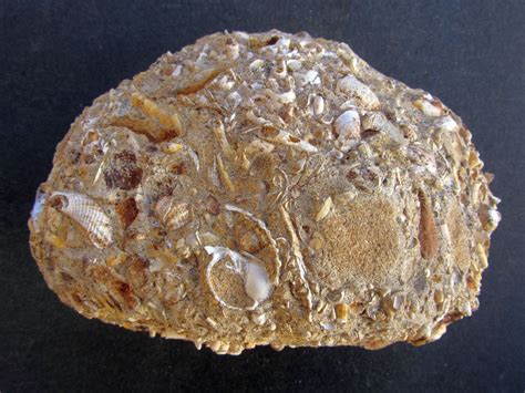 Batjes, derk anders johan, 1958: "Sternberger Kuchen" - Members Gallery - The Fossil Forum
