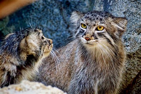 Pallas Cat Kittens From Asia Photograph By Berkehaus Photography