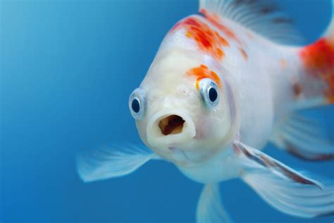 60 Fish Names: Male or Female, Clever & Funny, From Nemo ...
