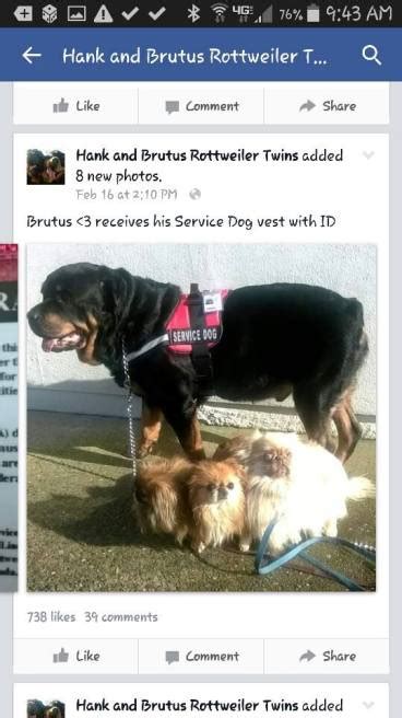 There is no real reason for them to have this dog with them, they are simply doing it for their convenience. Did "Grieving Rottweiler" owner buy fake service dog ...