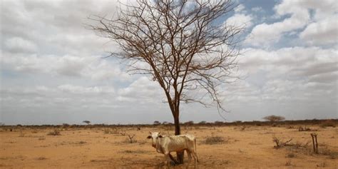 Horn Of Africa Drought To Continue For 5th Consecutive Year Afrik 21