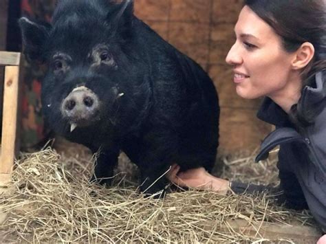 Woman Cant Stop Saving Abandoned Teacup Pigs The Dodo