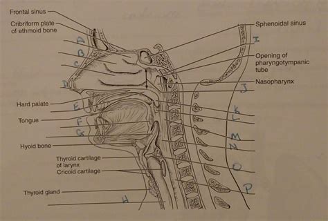 Anatomy Of The Respiratory System Review Sheet Exercise Online Degrees