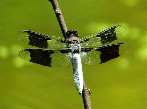 Dragonflies Are More Active This Summer Blame It On The Rain The