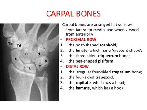 Carpal Bones Anatomy Anatomical Charts And Posters