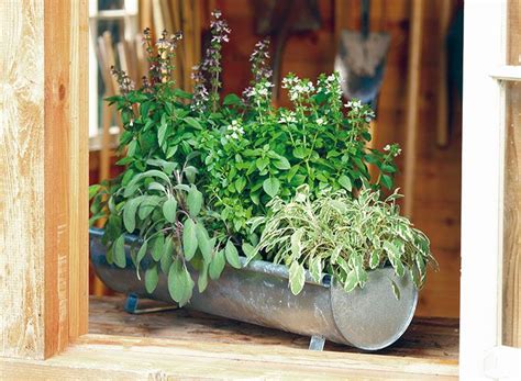 Ideas For Growing Herbs In Pots No Space For An Herb Garden Grow