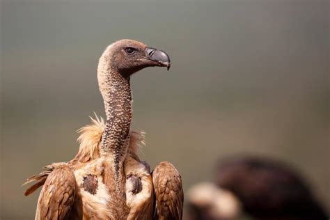 20 Fun Facts About Vultures Rioba Safaris