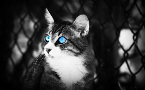 Blue Eyed Cat Hd Desktop Wallpapers 4k Hd