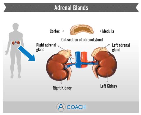 Adrenal Gland Disorders A Quick Overview Adrenal Fatigue Coach