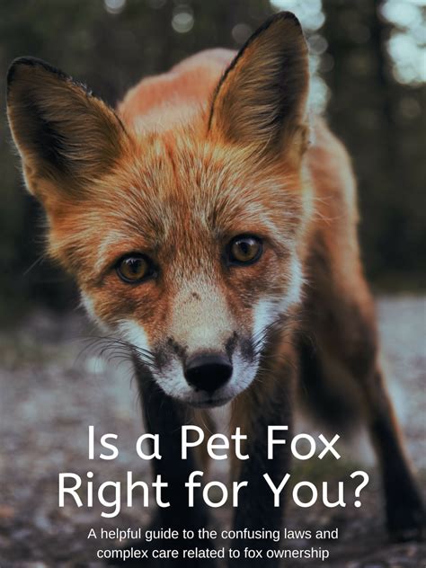 Work at a very important pet? Pet Fox Guide: Legality, Care, and Important Information ...