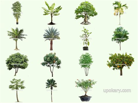 Types Of Trees With Names