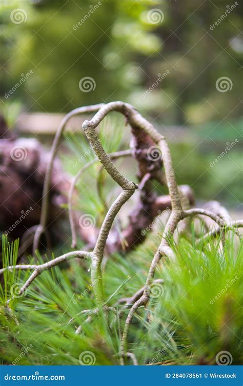 Closeup Of A Broken Tree Branch On The Ground Stock Image Image Of