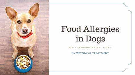 Food Allergies In Dogs Symptoms And Treatment — River Landings Animal