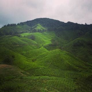 Frequently asked questions about mesilou highland strawberry farm. Raju Hill Strawberry Farm, Cameron Highlands | Ticket ...