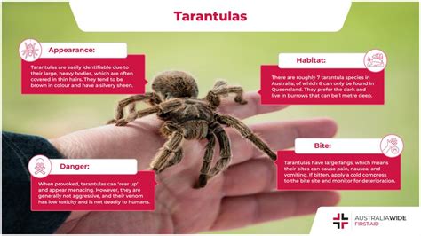 The Tarantula Spider Facts