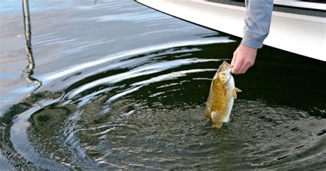 Best Lures To Use For Smallmouth Bass Green Bay Trophy Fishing