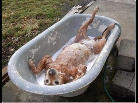 Tritt an und gewinn auszeichnungen!. Hunde die nicht Baden wollen - YouTube