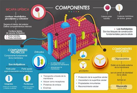 Mapa Mental Membrana Citoplasmatica Images And Photos Finder