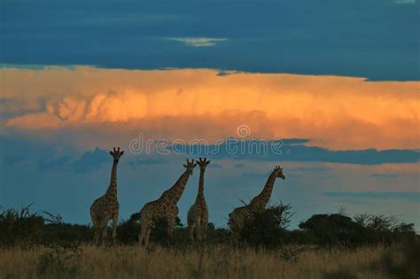 Giraffa Fondo Africano Della Fauna Selvatica Natura Dorata Immagine