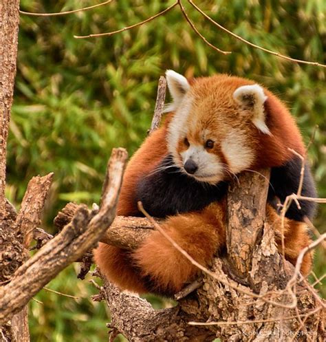 Red Panda Shot At The Oklahoma City Zoo Kool Cats Photography Over