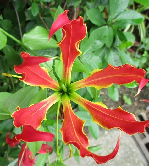 Flame Lily Gloriosa Superba Flowers In Focus Now Worldwide