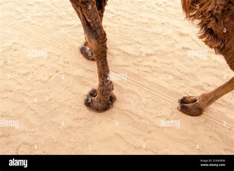 Pies De Camello Fotos E Imágenes De Stock Alamy